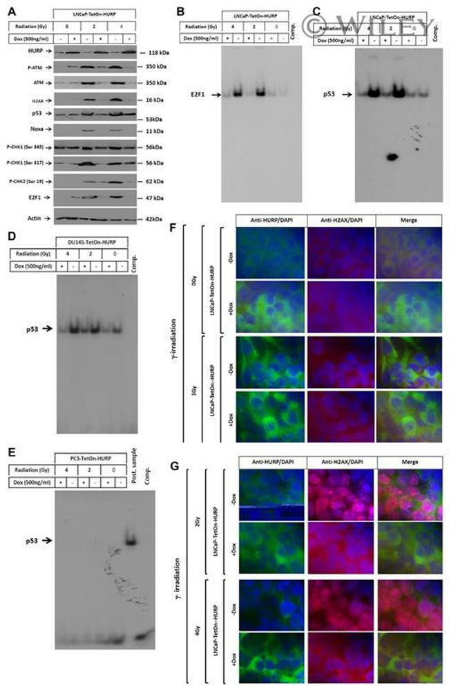 Phospho-Histone H2A.X (Ser139) Antibody in Western Blot (WB)