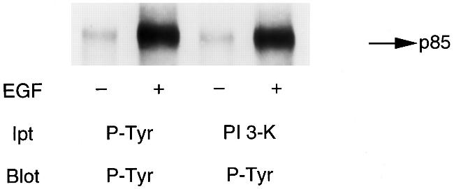 Phosphotyrosine Antibody in Western Blot, Immunoprecipitation (WB, IP)