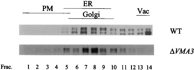 Carboxypeptidase Y Antibody in Western Blot (WB)