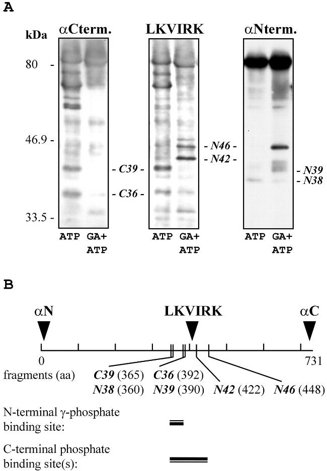 Hsp90 Beta Antibody Pa3 012