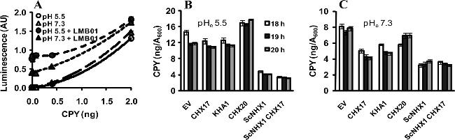 Carboxypeptidase Y Antibody in ELISA (ELISA)