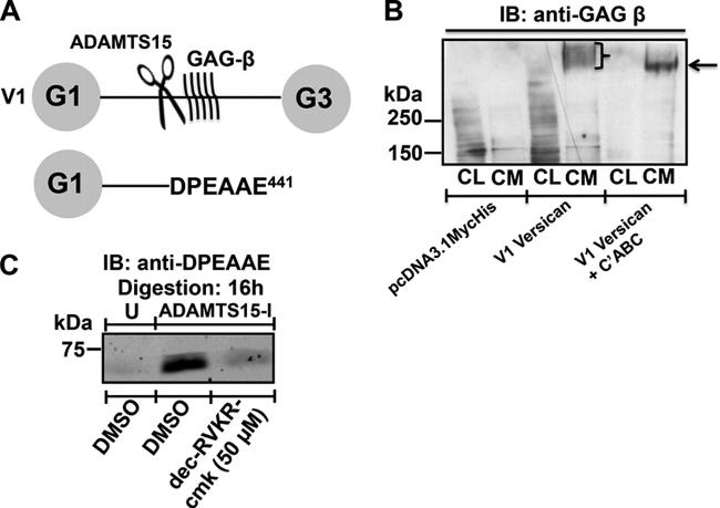 Versican V0, V1 Neo Antibody in Western Blot (WB)