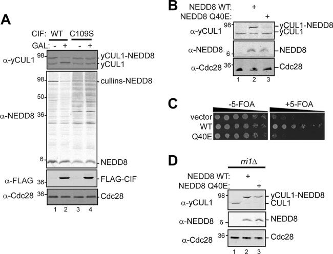 NEDD8 Antibody in Western Blot (WB)