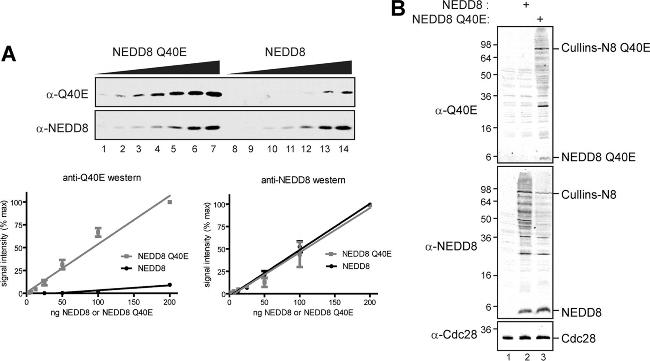 NEDD8 Antibody in Western Blot (WB)