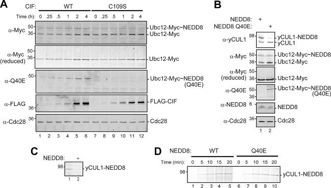 NEDD8 Antibody in Western Blot (WB)