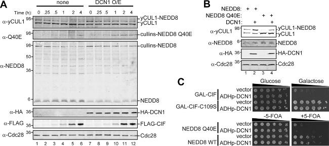 NEDD8 Antibody in Western Blot (WB)