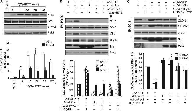 Claudin 1 Antibody in Western Blot (WB)