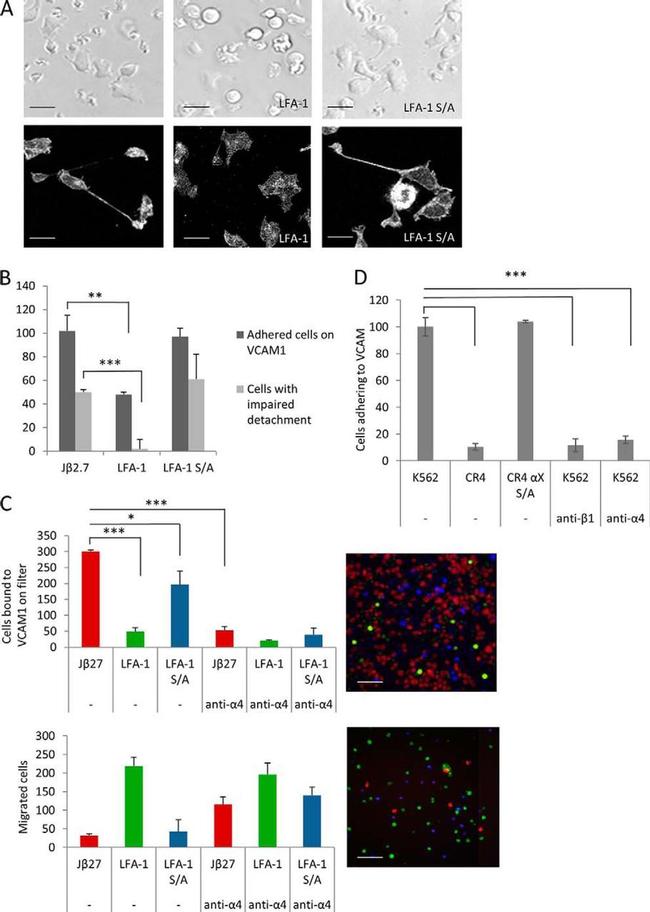 ITGA4 Antibody in Immunocytochemistry (ICC/IF)