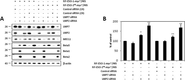 PSMB10 Antibody in Western Blot (WB)