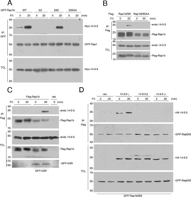 Myc Tag Antibody in Western Blot (WB)