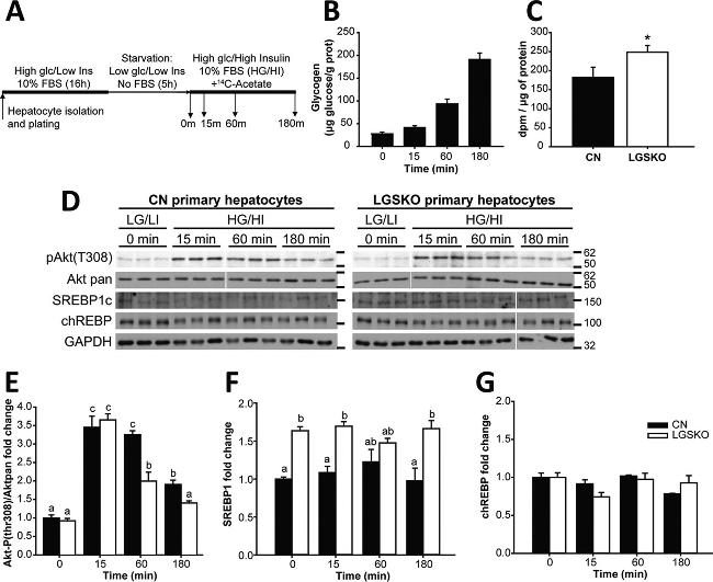 GAPDH Antibody in Western Blot (WB)