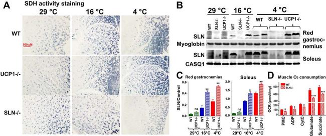 Calsequestrin Antibody in Western Blot (WB)