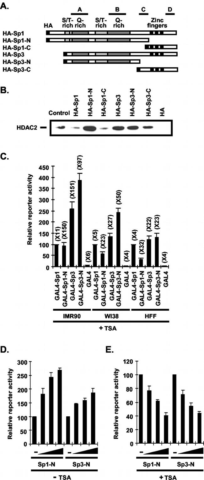 HDAC2 Antibody in Western Blot (WB)