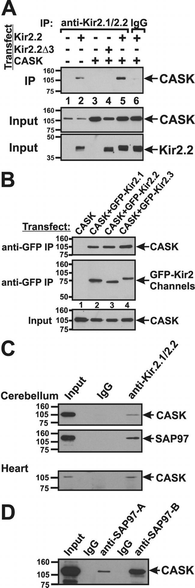 SAP97 Antibody in Western Blot, Immunoprecipitation (WB, IP)