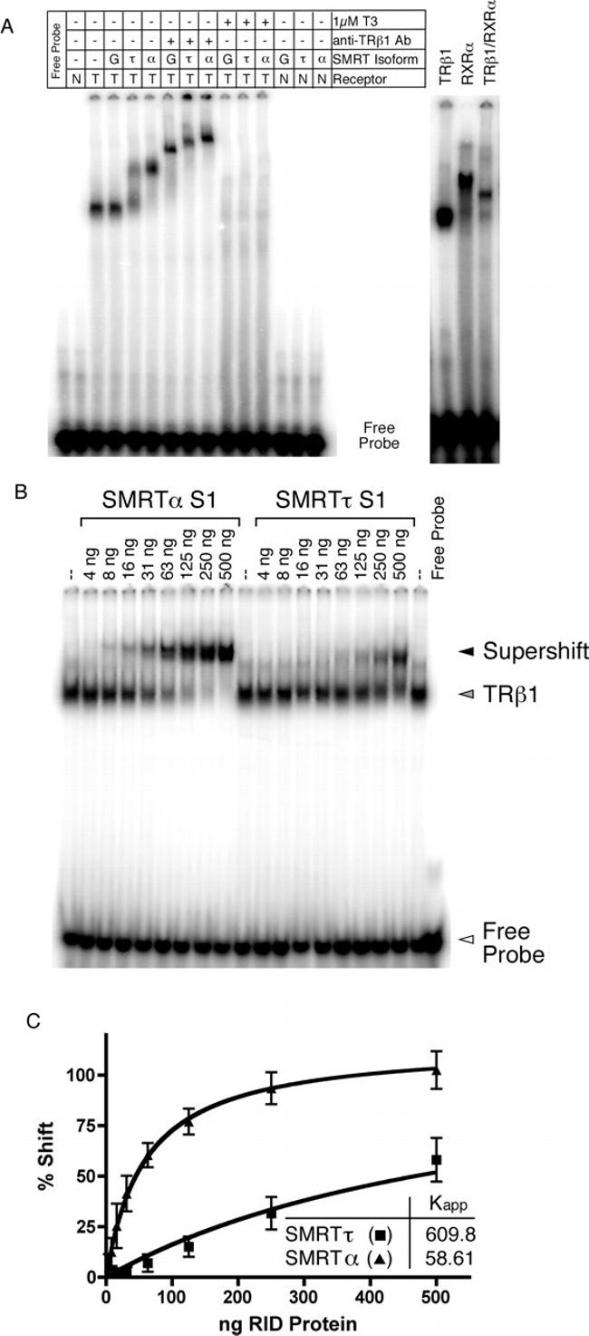 THRA/THRB Antibody in Gel Shift (GS)