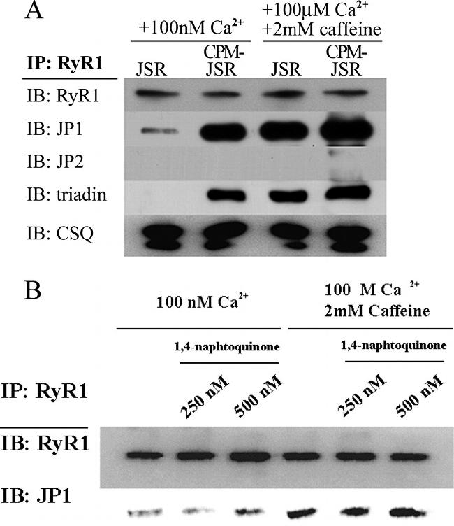 Calsequestrin Antibody in Western Blot (WB)