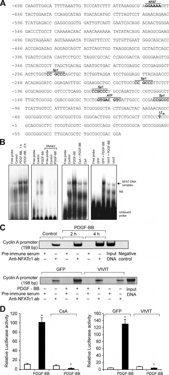 NFATC1 Antibody in ChIP Assay (ChIP)