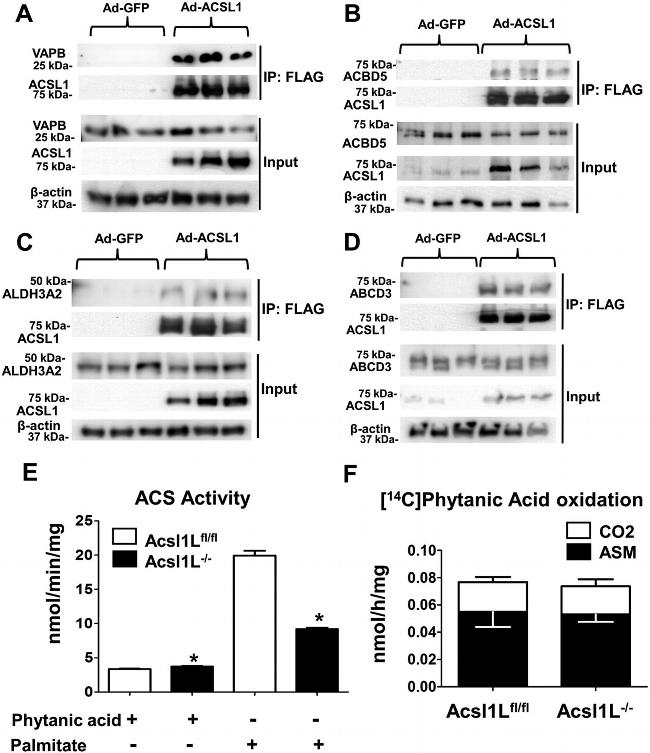 PMP70 Antibody in Western Blot (WB)