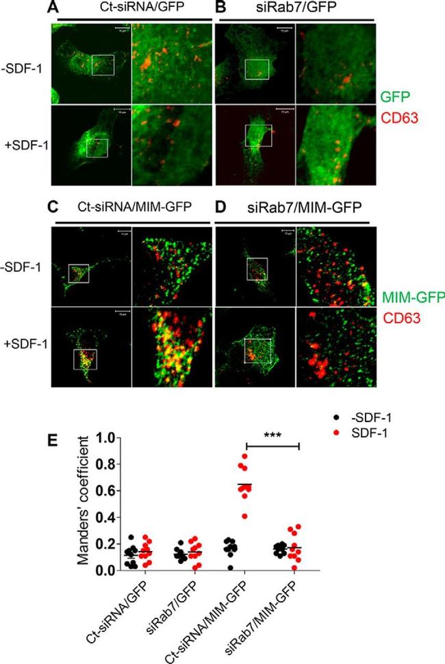 GFP Antibody in Immunocytochemistry (ICC/IF)