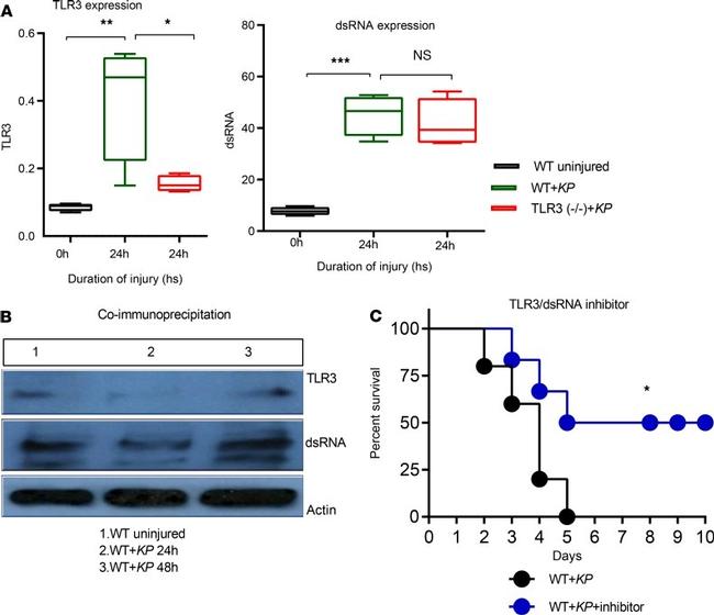 TLR3 Antibody in Flow Cytometry (Flow)