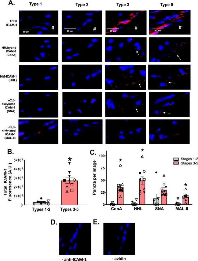 CD54 (ICAM-1) Antibody in Proximity Ligation Assay (PLA) (PLA)