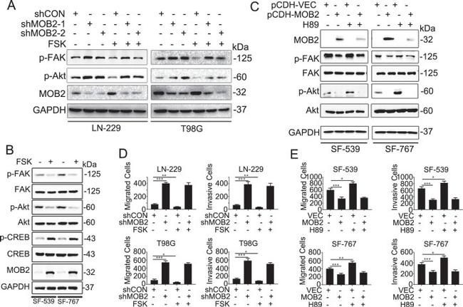 MOB2 Antibody in Western Blot (WB)