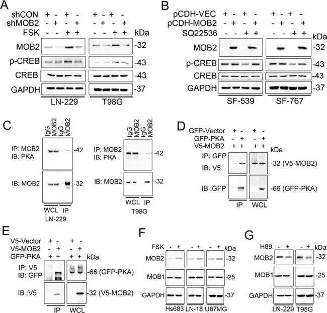 MOB2 Antibody in Western Blot (WB)