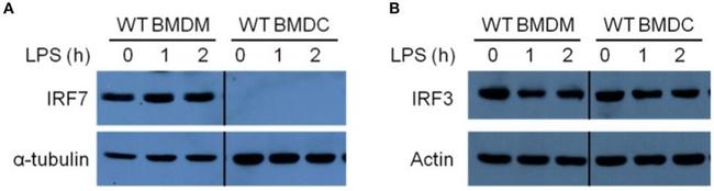 IRF7 Antibody in Western Blot (WB)