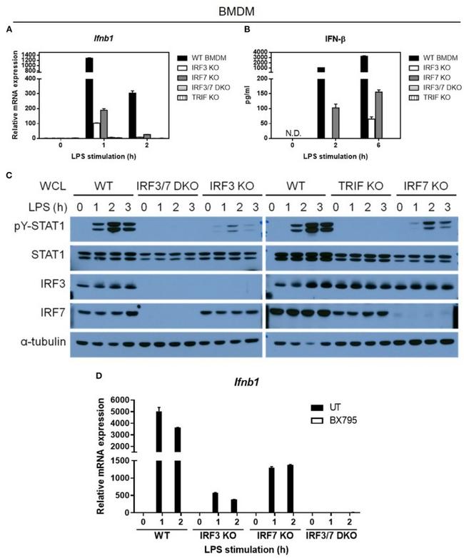 IRF7 Antibody in Western Blot (WB)