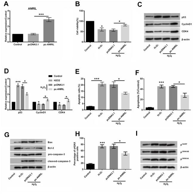 p19ARF Antibody in Western Blot (WB)