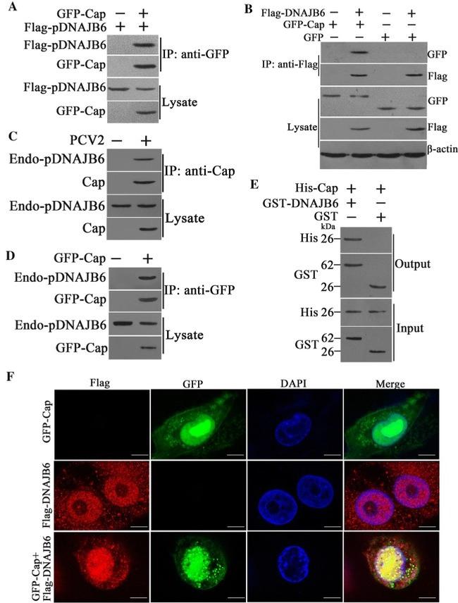 https://www.thermofisher.com/antibody/images/650/tfs_11374_13567_2020_783_Fig2_HTML.jpg?time=20220826?time=20220826