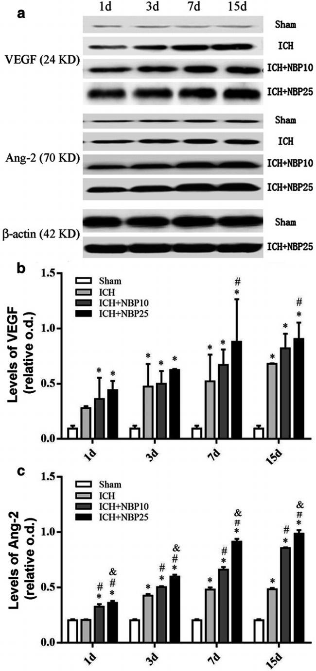 beta Actin Antibody in Western Blot (WB)