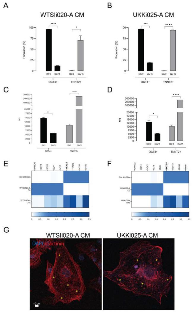 Cardiac Troponin T Antibody in Flow Cytometry (Flow)