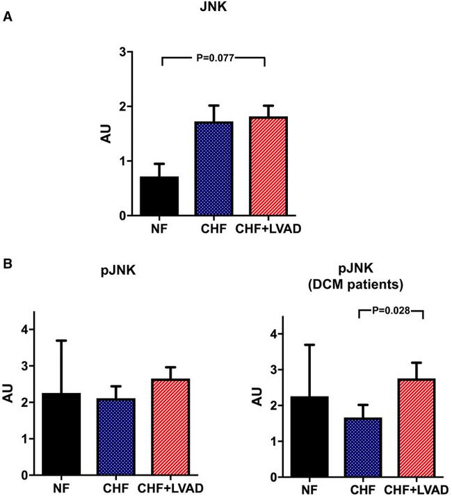 Phospho-JNK1/JNK2/JNK3 (Thr183, Tyr185) Antibody in Western Blot (WB)