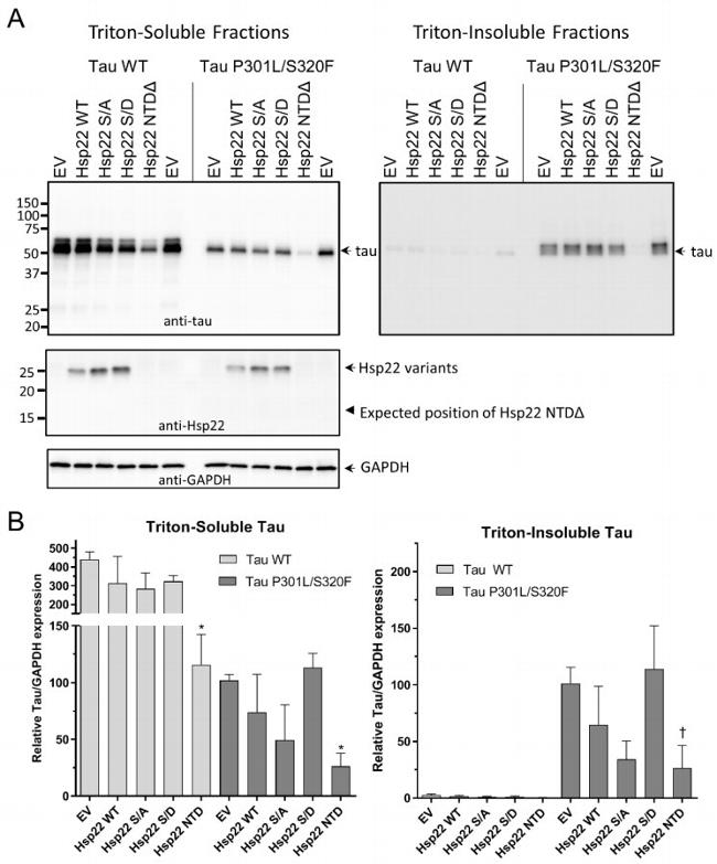 HSPB8 Antibody in Western Blot (WB)