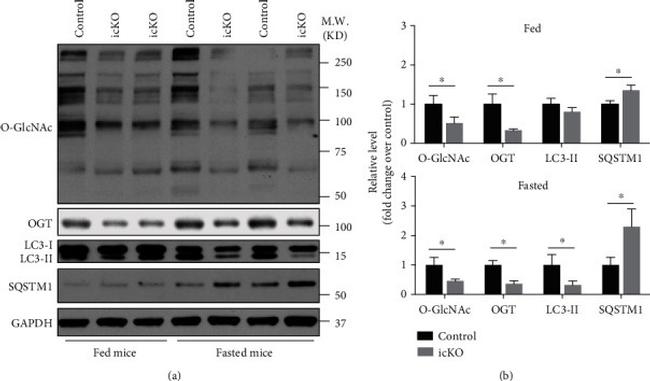 O-linked N-acetylglucosamine (O-GlcNAc) Antibody in Western Blot (WB)