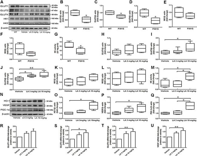 HMOX1 Antibody in Western Blot (WB)