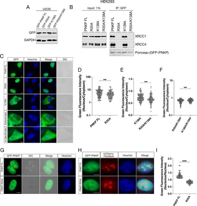 XRCC1 Antibody in Western Blot (WB)