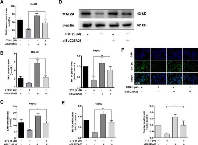 MAT2A Antibody in Western Blot, Immunocytochemistry (WB, ICC/IF)