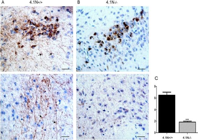 GnRH1 Antibody in Immunohistochemistry (IHC)