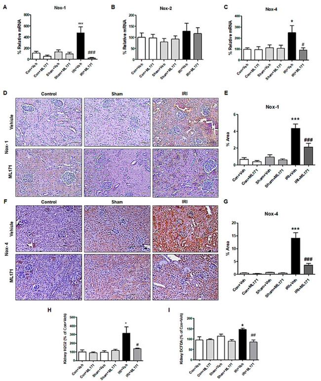 NOX4 Antibody in Immunohistochemistry (IHC)