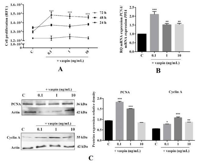 PCNA Antibody in Western Blot (WB)