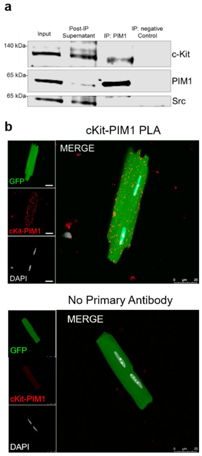 PIM1 Antibody in Western Blot, Immunoprecipitation (WB, IP)