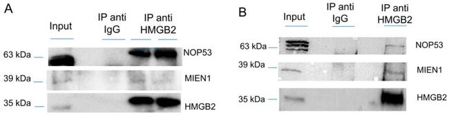 XTP4 Antibody in Western Blot (WB)