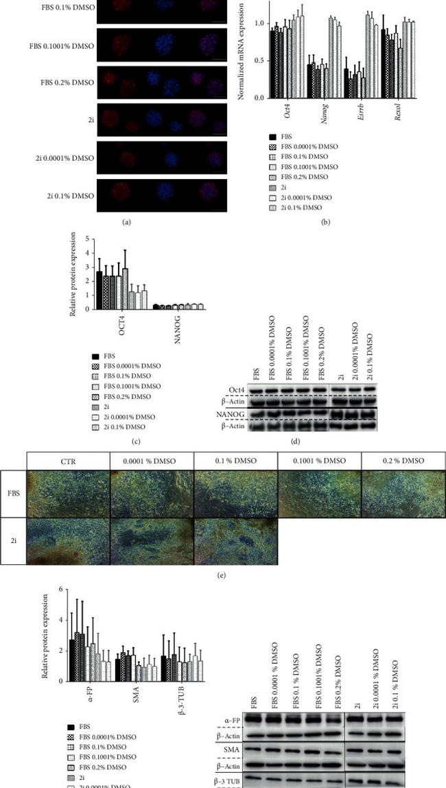 OCT4 Antibody in Western Blot (WB)