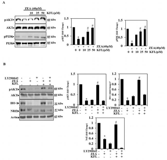 AKT Pan Antibody in Western Blot (WB)