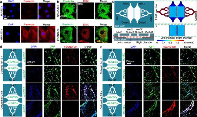 P-Selectin Antibody in Immunocytochemistry (ICC/IF)