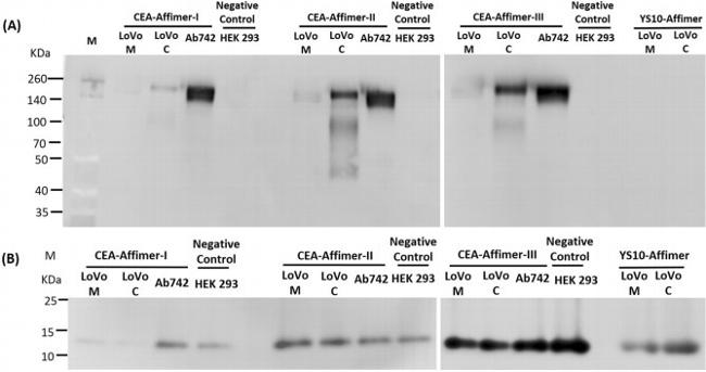 CEA Antibody in Western Blot (WB)