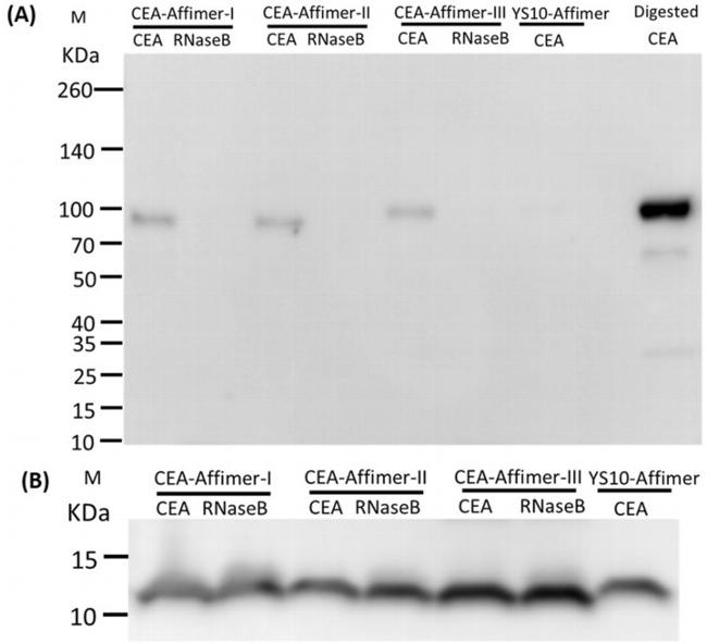 CEA Antibody in Western Blot (WB)