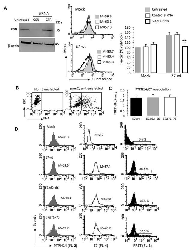 PTPN14 Antibody in Fluorescence Resonance Energy Transfer (FRET)